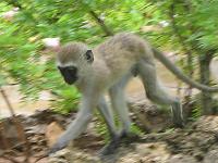 Kenya 111